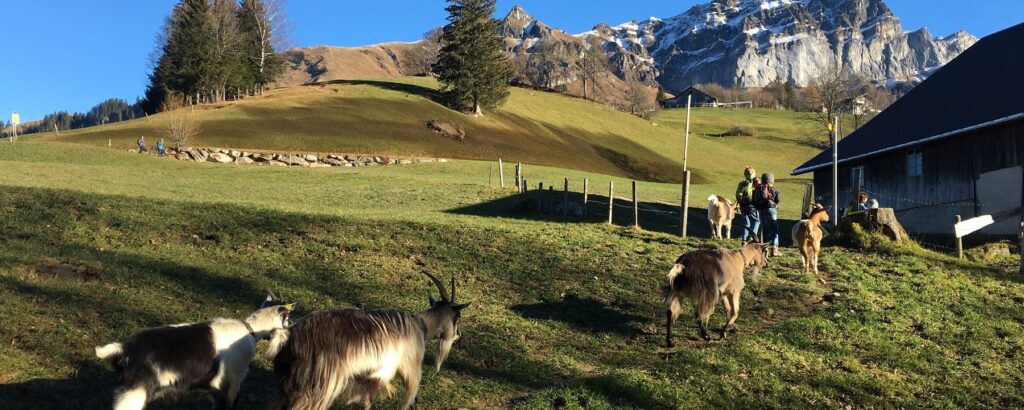 Uris Sonnenterrasse inmitten der Urner Bergwelt